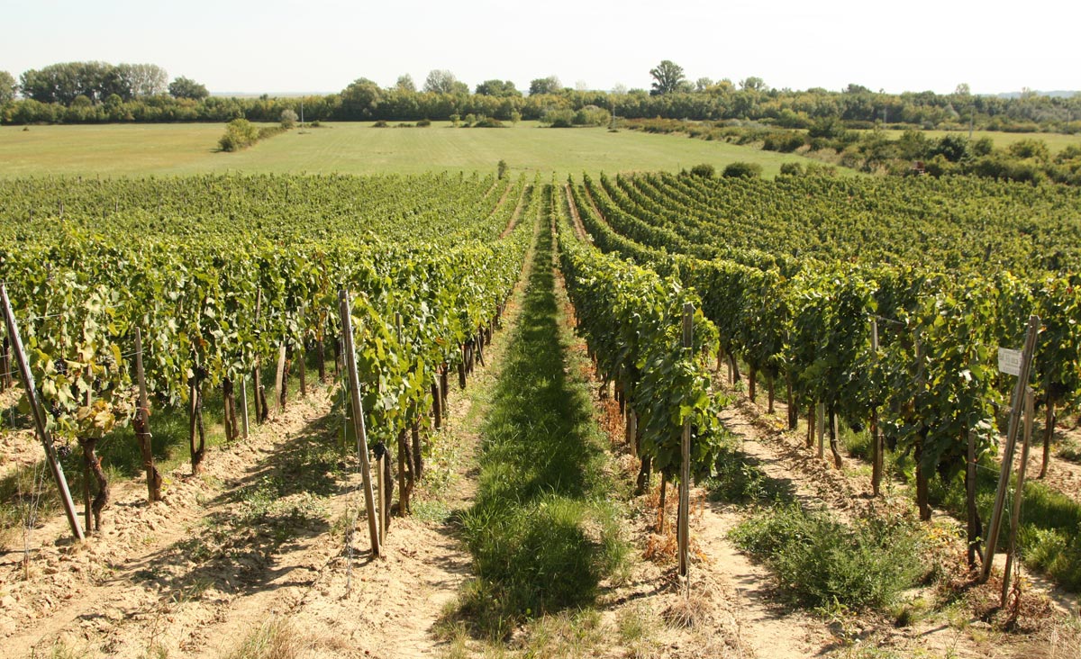 Európsky prokurátor na Slovensku odhalil podvody s vinicami a sadmi