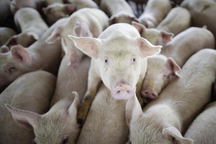 Zvýhodnení len podľa Slovákov. Poľský farmár rieši to isté čo našinec