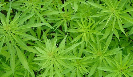Léčebná marihuana je v Česku povolena. Tendr na dodavatele však má spoustu chyb