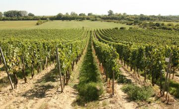 Európsky prokurátor na Slovensku odhalil podvody s vinicami a sadmi